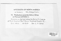 Phyllachora puncta image